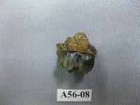 藏品(豬齒)的圖片